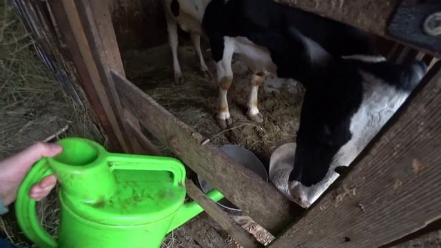 Кислотное моющее средство. Ветеринарные услуги. Снег уже не растает. Ефима посадили с девочкой. смотреть онлайн