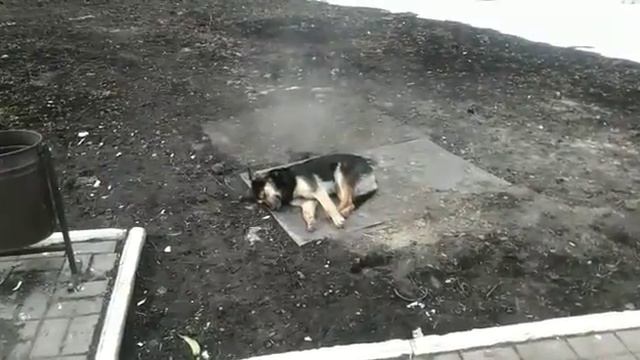 Жареная собака))) смотреть онлайн