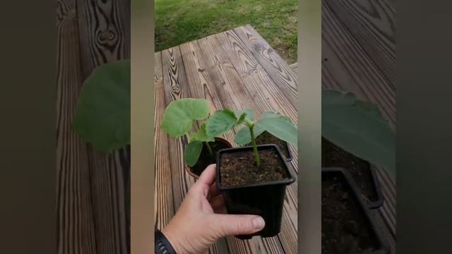 огурцы Зена и Белый змей смотреть онлайн