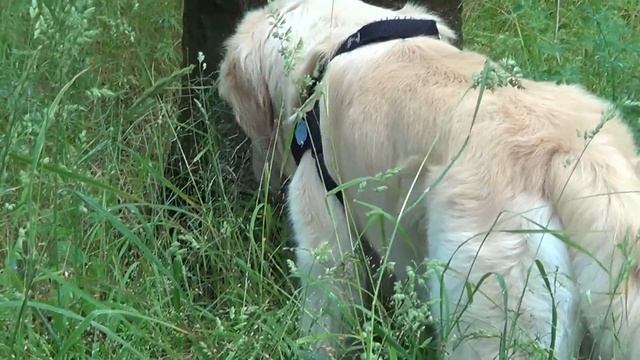 Sony HDR-CX250E test HUND im WALD 1080p FULL HD смотреть онлайн