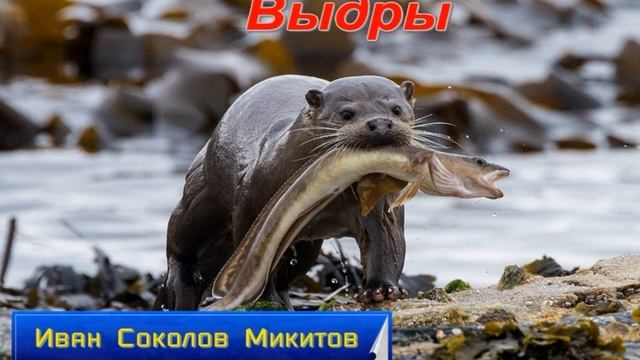 Выдры —Иван Соколов Микитов — читает Павел Беседин смотреть онлайн
