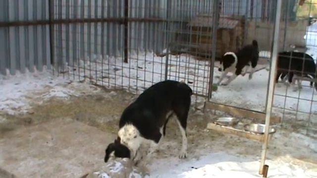 Наши азиаты смотреть онлайн