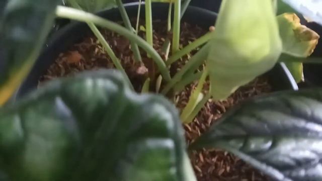 alocasia BAGINDA (dragon scale) смотреть онлайн