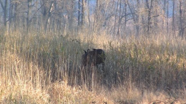 Black-tailed Deer, WA, USA. Чернохвостый олень (167sp) смотреть онлайн