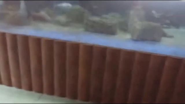 Ходим по аквариуму в Сочи. Морж, морской котик и многое другое :)