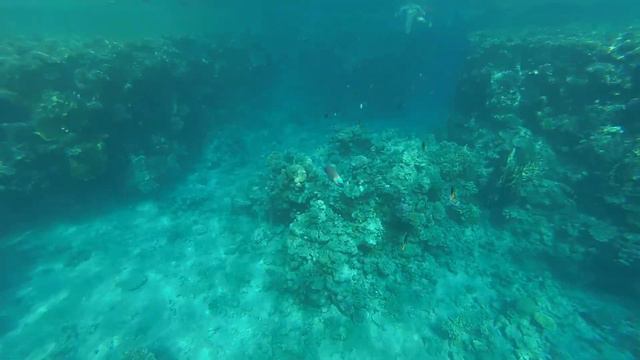 Рыбы Красного моря. Риф отеля Hilton Sharks bay смотреть онлайн