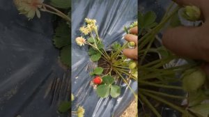 Клубника ремонтантная "Гармония" (Harmony)