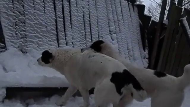 Алабаи . Наши азиатики ."Суча-кусуча "(Шурочка и Тарасик играют , 04.01.19.) смотреть онлайн