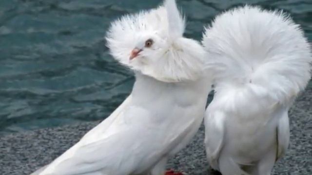 САМЫЕ КРАСИВЫЕ ЦВЕТНЫЕ ПОРОДИСТЫЕ ГОЛУБИ В МИРЕ смотреть онлайн