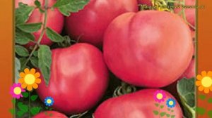 Томат Розовый король VIII (король рынка). Краткий обзор, описание характеристик solánum lycopérsicu