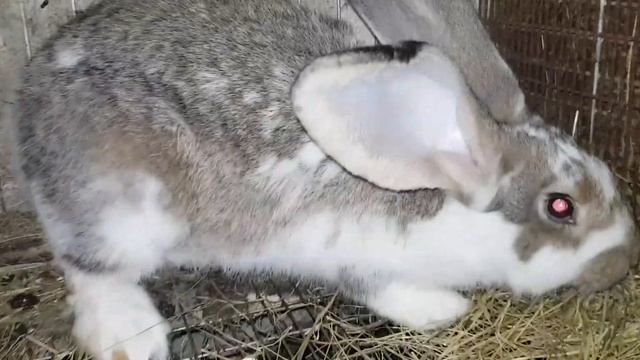 Какую породу лучше выбрать для разведения? Очень просто. смотреть онлайн