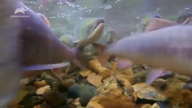 Alaska Law TV Show Trailer Animal Planet смотреть онлайн