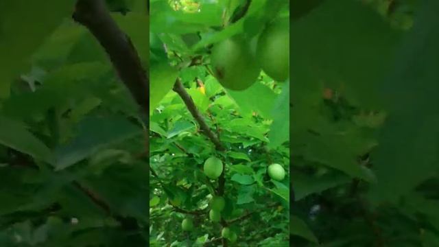 #shorts #короткое #алыча #шелковица #папировка .  Изобилие шелковицы.Алыча .Папировка.