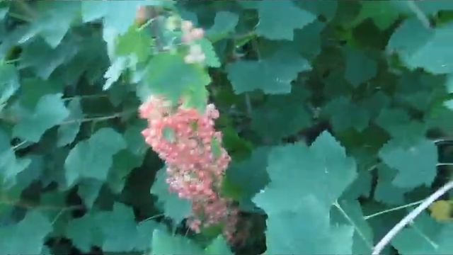 Роза Чаир - урожайный вкусный сорт розовой смородины смотреть онлайн