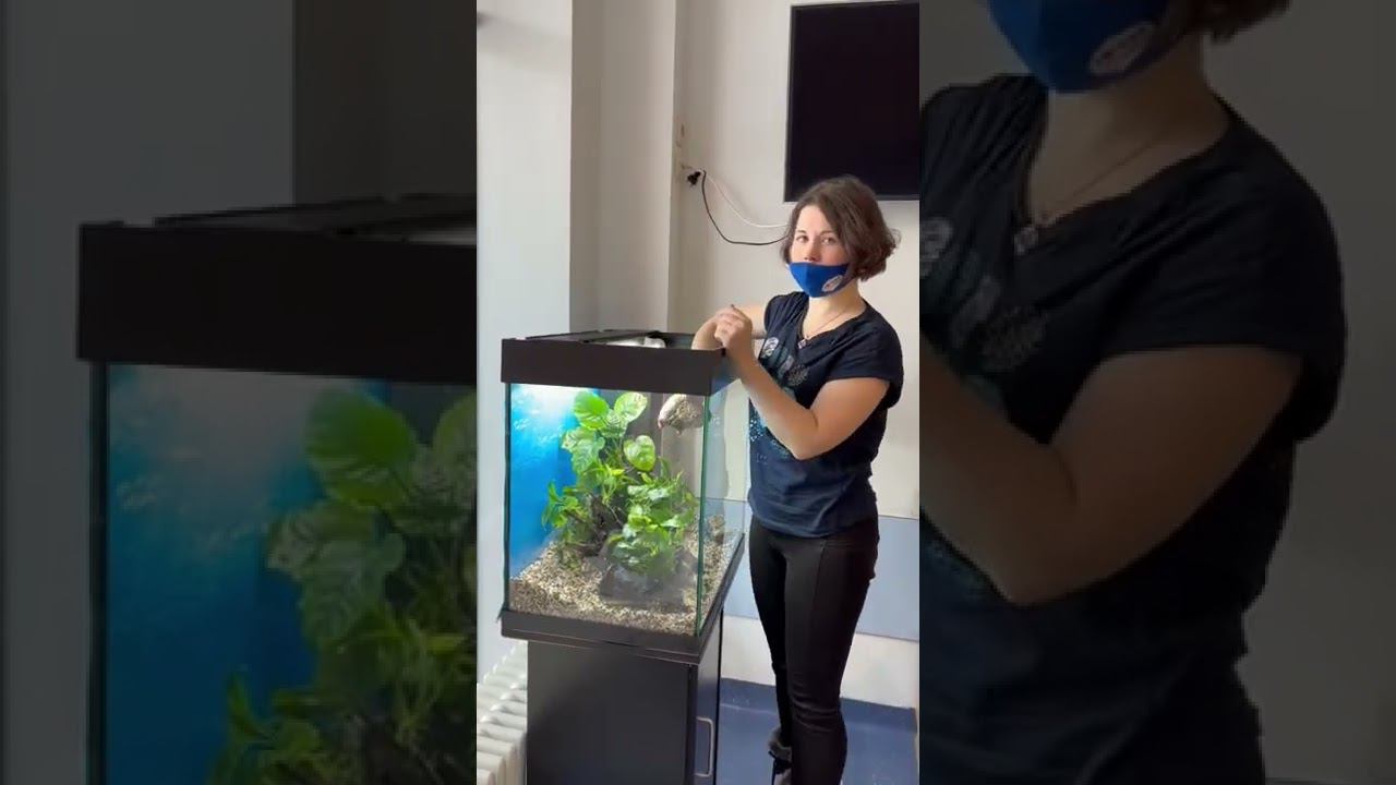 Форс-мажор, спасение рыбок и новый аквариум в НМИЦ ДГОИ им. Дмитрия Рогачева смотреть онлайн