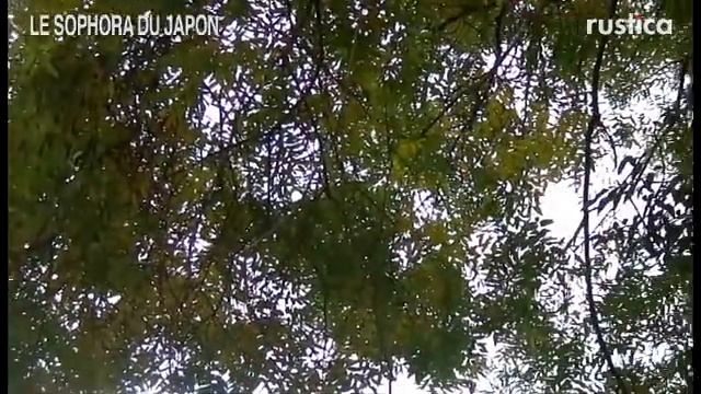 Le sophora du Japon (Sophora Japonica) смотреть онлайн