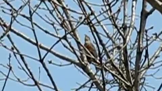 сизый дрозд