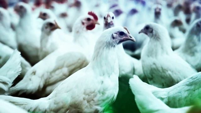 Chicken Song part 3 (original) | The hens’ dancing song 2023 #2 смотреть онлайн