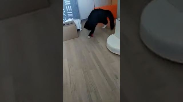 Вундеркинд дома 1 смотреть онлайн