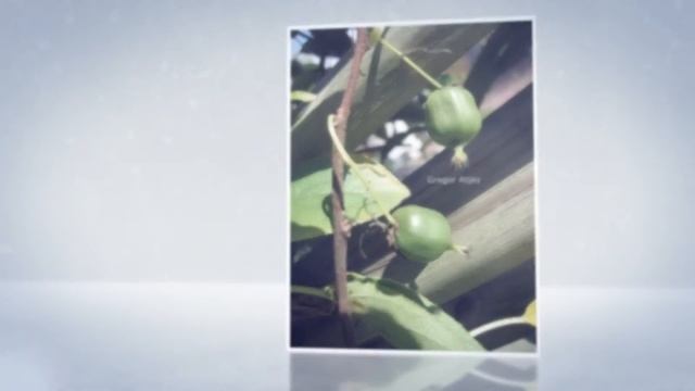 Актинидия острая - лекарственное и вкусное растение. Actinidia arguta смотреть онлайн