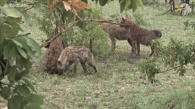 Injured Hyenas When Hunting Continuously Live In Pain, Can It Survive? Wild Animals смотреть онлайн