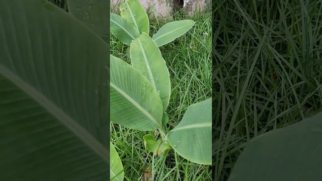 Bananeira Flor Rosa ou de Jardim.#plantação #bananas #shots #nascentes #pão #comida #bolo #peixes смотреть онлайн