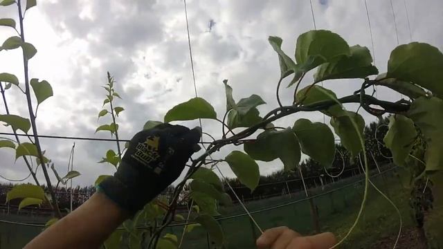 Stringing in Matamata - New Zealand kiwi season 2016 смотреть онлайн