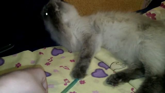Кошка стала жадной:-) смотреть онлайн