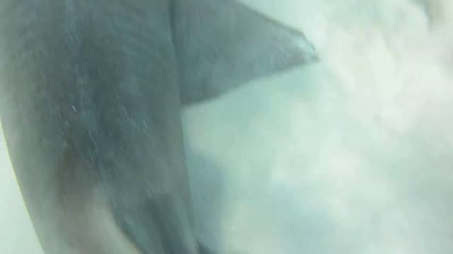 Sharks in the Dominican Republic смотреть онлайн