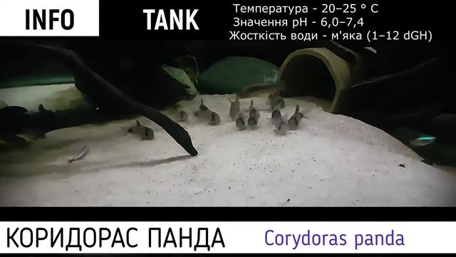 Сомик Панда або Коридорас Панда (Corydoras panda) смотреть онлайн