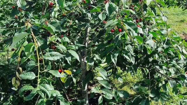 ???Вишня вашей мечты!!! Лучшая вишня для Урала!Обзор сортов.#вишнянаурале#лучшаявишня