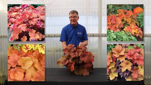 TERRA NOVA® Nurseries, Inc. - Heuchera 'Southern Comfort' смотреть онлайн