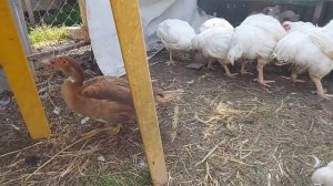 Мускусная утка растёт вместе с бройлером. Кормление мускусной утки механикой для бройлеров.