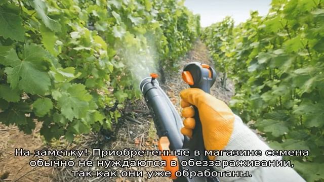 Капуста Июньская смотреть онлайн