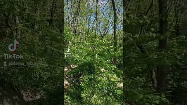 Прогулка в лесу.mp4 смотреть онлайн