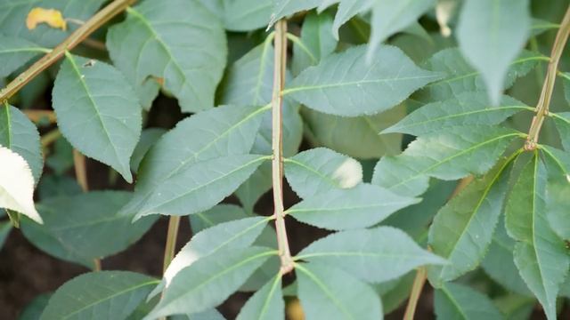 Euonymus alatus - Winged Euonymus смотреть онлайн