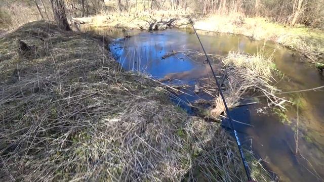 Ловля форели на спиннинг ! Рыбалка на дикой микроречке! Рыбалка в Беларуси! Тест спиннинга ALLBLUE смотреть онлайн
