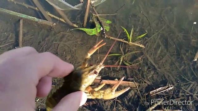 ЛОВЛЯ РАКОВ ВЕСНОЙ. СЛОВИЛ И ВЫПУСТИЛ РАКА В ОЗЕРО. РЫБАЛКА НА ВОДОЁМЕ. смотреть онлайн