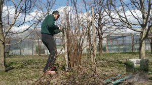 Сад огород! Начал обрезку гибридной смородины «Ёшта».