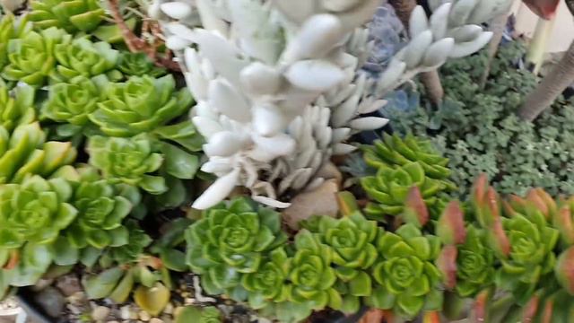 SEDEVERIAS FÁCEIS E DIFÍCEIS