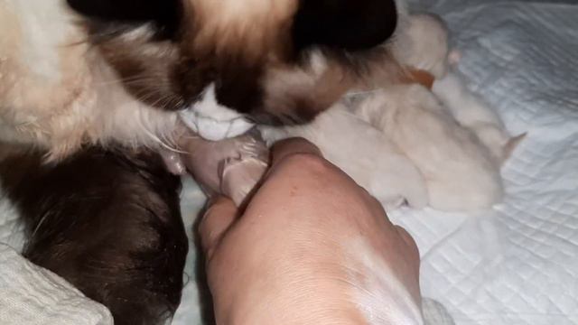 Bevalling Ragdoll 3 смотреть онлайн