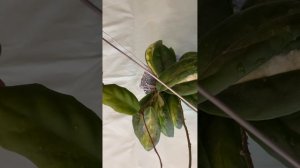 Хойя инкрассата вариегатная Мон Шадоу( Hoya Incrassata Moon Shadow). Медлительная, но ей прощается