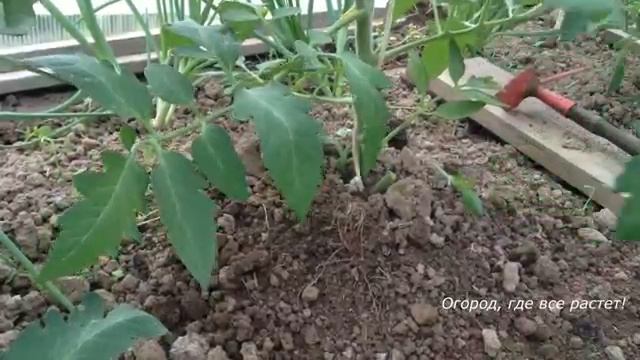 5 ШАГОВ К БОЛЬШОМУ УРОЖАЮ ПОМИДОРОВ.mp4 смотреть онлайн