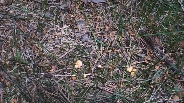 ЧЕРНИКА, ЗЕМЛЯНИКА И ГРИБЫ 18 06 2022