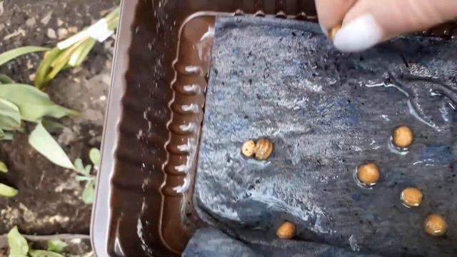 Отцвели первоцветы: как освободить место для летников и вернуть декоративность клумбе смотреть онлайн