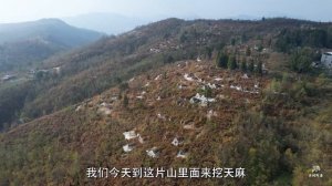 探访贵州古老村庄，千年银杏树屹立不倒，散发着金色的光芒！【乡村阿泰】