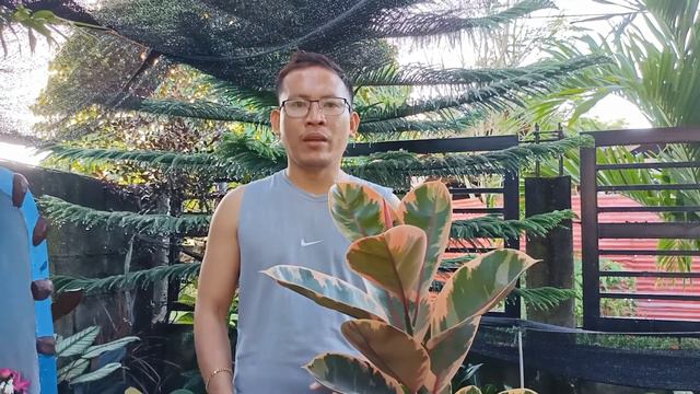 HOW TO PROPAGATE STEM CUTTING OF RUBBER TREE -RUBY , TRY MY EFFECTIVE TIPS REVEALED ! смотреть онлайн