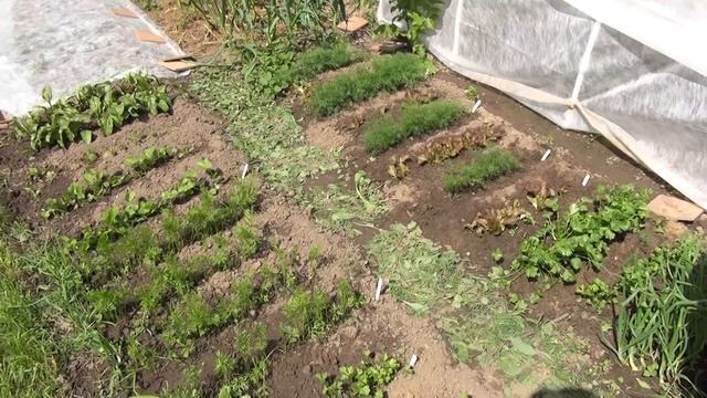 Подведение итогов ,сбор баклажан 12 июня. смотреть онлайн