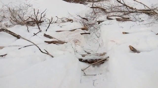 Ветки тополя падают с ясеня. Ничего себе! смотреть онлайн