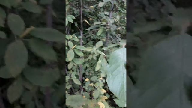 КРУШИНА ЛОМКАЯ, ЖОСТЕР смотреть онлайн